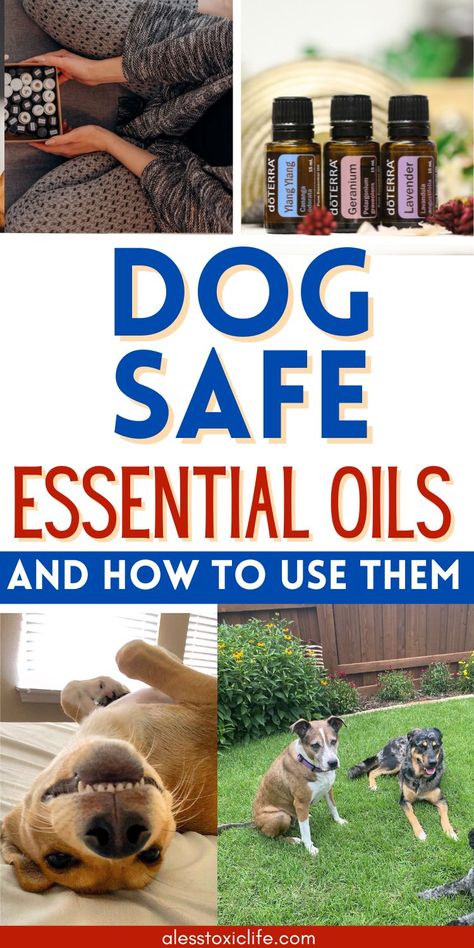 what essential oils are bad for dogs? Dog Friendly Diffuser Blends, Homemade Dog Spray, Dog Essential Oils, Essential Oils For Dogs Odor, Dog Safe Diffuser Blends, Diy Dog Calming Treats, Diffuser Blends For Dogs, Dog Friendly Essential Oil Blends, Diy Dog Deterrent Spray