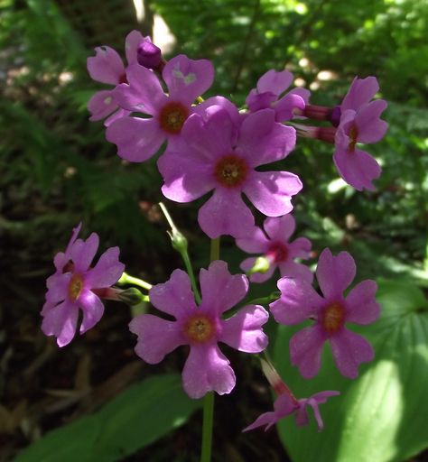 Primula japonica Primula Japonica, Perennial Flower, Hardy Perennials, Flowers Perennials, Flower Images, The Family, Perennials, Ontario, Planting Flowers