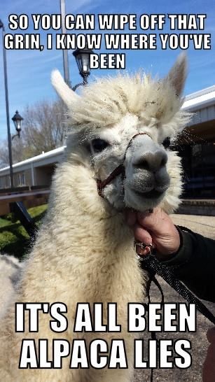 Drama Llama, Alpaca Farm, Llama Drama, Llama Alpaca, Spanish Classroom, Creature Comforts, Like Animals, Very Funny Pictures, Giraffes