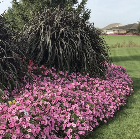 Supertunia Vista Bubblegum, Annabelle Hydrangea, Plant Therapy, Grasses, Beautiful Gardens, Hydrangea, Flower Garden, Beautiful Flowers, The Outsiders