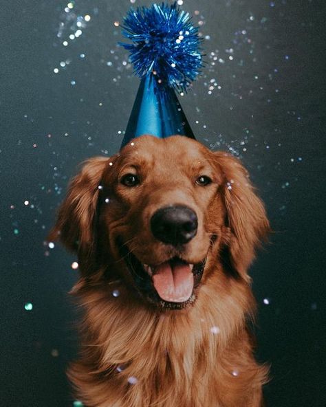 Pet Birthday Photoshoot Ideas, Dog Second Birthday Photo, Dog 1 Year Birthday Photo, Dog 3rd Birthday Photoshoot, Diy Dog Birthday Photoshoot Ideas, Dogs Birthday Photoshoot, Dog Birthday Party Photo Shoot, Puppy Birthday Photoshoot, Puppy First Birthday Photoshoot