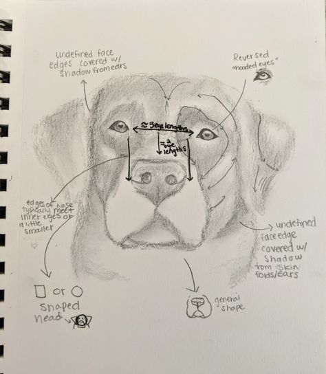 Puppy Dog Eyes Drawing, Labrador Retriever Drawing Simple, Labrador Retriever Sketch, Labrador Sketch Easy, How To Draw Labrador, Dog Drawing Labrador, Labrador Drawing Simple, Chocolate Lab Drawing, Labrador Sketch