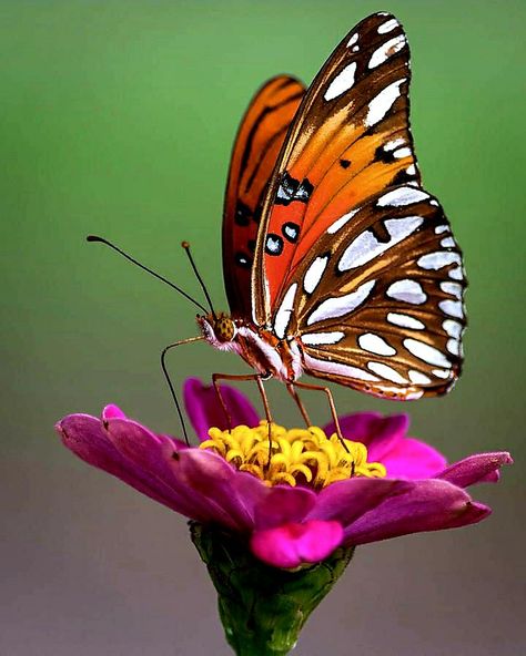 Kristina Webb, Beautiful Butterfly Photography, Butterfly Art Painting, Butterfly Species, Butterfly Template, Leaf Template, Butterfly Photos, Orange Butterfly, Paper Butterflies