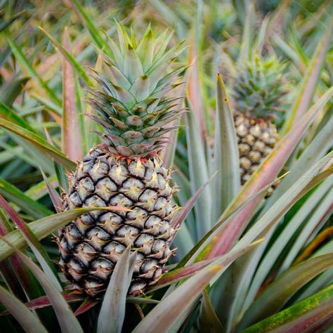 Pineapple Bush, How To Grow Olives, Pineapple Tree, Growing Olive Trees, Kumquat Tree, Pineapple Plant, Olive Spread, Pineapple Planting, Lemon Icing