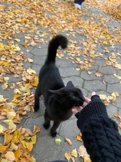 Favorite Animal, Cat Photography, Character Inspo, Silly Cats, Black Cat, Violet, Animals, Photography, Black