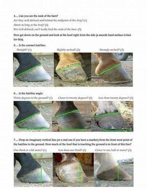 Equine Care, Horse Information, Horse Hoof, Healthy Horses, Horse Care Tips, Horse Facts, Hoof Care, Horse Anatomy, Horse Training Tips