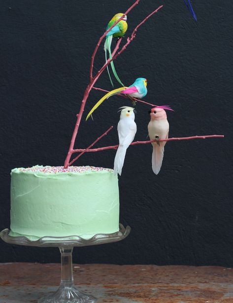 Tropical Bird Party, Bird Cake Ideas, Bird Birthday Cake, Paint Feathers, Bird Birthday Parties, Bird Cake, Feather Bird, Bird Party, Bird Cakes