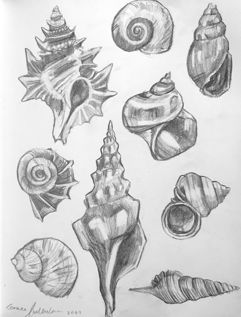 #graphite #seashells #natureillustration #pencilsketch #sketchbook #sketchbookdrawing #pencilsketch #pencilartist #pencilportrait #study #artstudy Seashells Drawing Simple, Conch Shell Sketch, Shell Pencil Drawing, Shells Gcse Art Sketchbook Pages, How To Draw A Shell Step By Step, Drawing Of Shells, Easy Realism Drawings, Shell Sketchbook, How To Draw A Shell