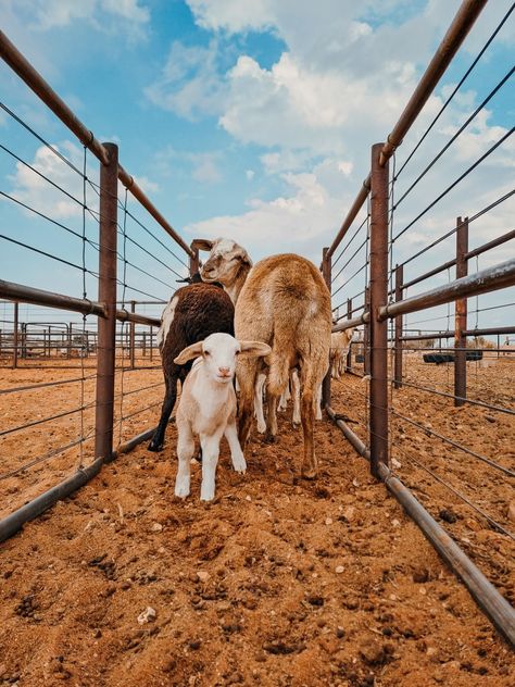 Farm South Africa, Lamb Farm, Farm Aesthetic, Farm Tour, Farm Girl, Future Life, Farm Life, Looking Back, South Africa