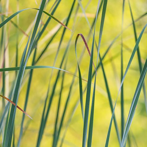 The slender leaves of this native aquatic plant create an appealing pattern, resembling rapid brush strokes.   #cattail #backlit #golden #pond #nature #pattern #glowing #naturephotography #ArtForHealing #HealthcareDesign #fineartphotography #evidencedbasedart #wallart #healingart #artwork #interiordesign #photography #art #henrydomke Healthcare Art, Aquatic Plant, Nature Pattern, Healthcare Design, Cat Tail, Aquatic Plants, Photography Art, Art Blog, Brush Strokes