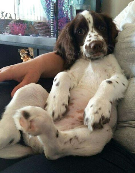 14 Reasons Springer Spaniels Are The Worst Indoor Dog Breed Of All Time – The Paws Springer Puppies, English Springer Spaniel Puppy, Friendly Dogs, Springer Spaniel Puppies, Spaniel Breeds, Springer Spaniels, Brittany Spaniel, Hee Hee, Cocker Spaniels