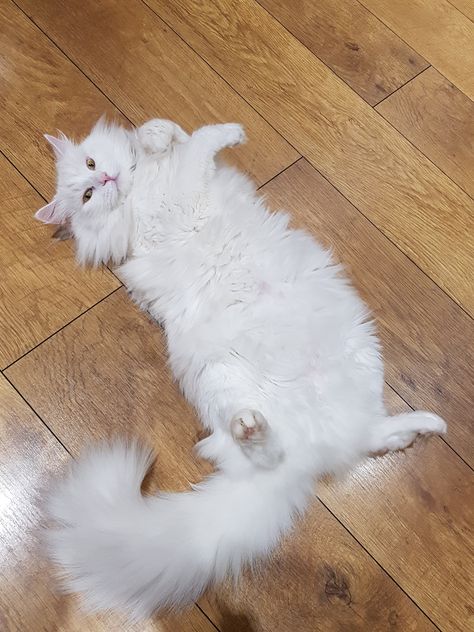 Norwegian Forest Cat White, Norwegian Cat, Siberian Cats, Cats White, Purebred Cats, Cat Jokes, Cat White, Image Chat, Norwegian Forest