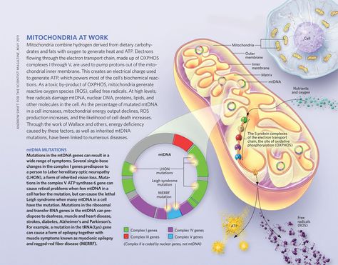 Mitochondria at Work Mitochondria Notes, Cell And Molecular Biology, Cellular Healing, Cellular Biology, Biology College, Mitochondrial Health, Pediatric Nurse Practitioner, Biology Resources, Medical Study