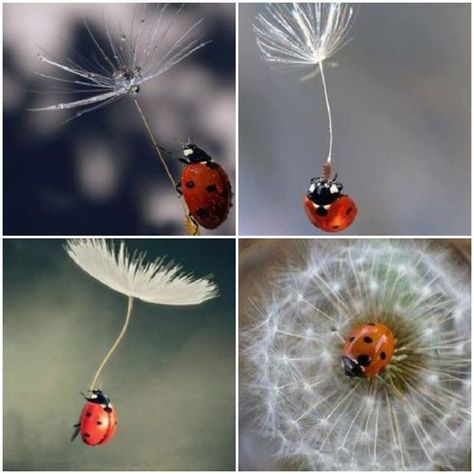 Ladybug Dandelion Tattoo, Mexico Tattoo, Dandelion Tattoo, Quick Crafts, Mom Tattoos, Rose Water, Dandelion, Projects To Try, Paint