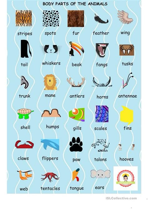 Body Parts Of Animals Worksheet, Parts Of Animals, Sentence Making, English Activity, Media Pembelajaran, Animal Body Parts, English Club, Exquisite Corpse, Teaching English Grammar