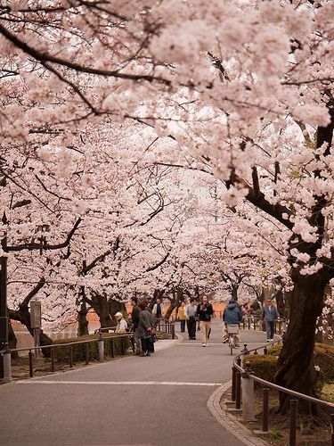 Sakura @ Ueno, Tokyo, Japan Prom Committee, Tokyo Picture, Ueno Park, Natural Wallpaper, Dreamy Places, Monte Fuji, Cherry Blossom Trees, Sakura Art, Japan Sakura