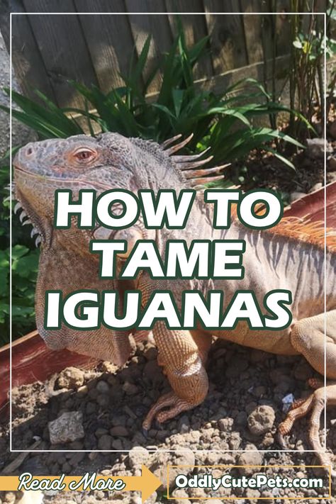 Iguana Enclosure, Iguana Care, Iguana Tattoo, Baby Iguana, Lizard Cage, Iguana Cage, Iguana Pet, Diy Reptile, Reptile Hide