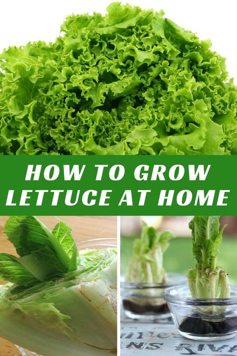 Regrow Lettuce, Growing Lettuce Indoors, How To Grow Lettuce, Hydroponic Lettuce, Grow Lettuce, Regrow Vegetables, Indoor Vegetables, Hydroponic Farming, Hydroponics Diy