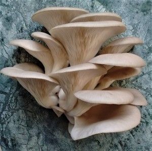 Growing Oyster Mushrooms Using Waste Coffee Grounds » Gourmet Woodland Mushrooms Mushroom Paint, Mushroom Pictures, Mushroom Tattoos, Oyster Mushroom, Oyster Mushrooms, Mushroom Fungi, Mushroom Decor, Airbrush Art, Mushroom Art