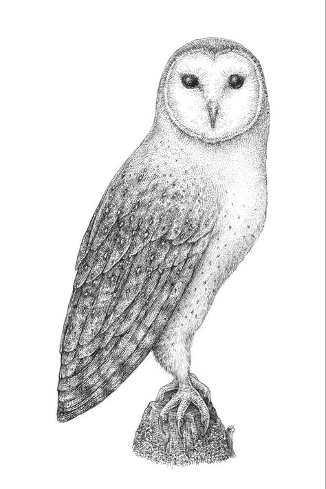 Draw An Owl, Stippling Art, Owl Tattoo Design, Drawing Lesson, Owl Photos, Owls Drawing, Owl Crafts, Beautiful Owl, Owl Tattoo