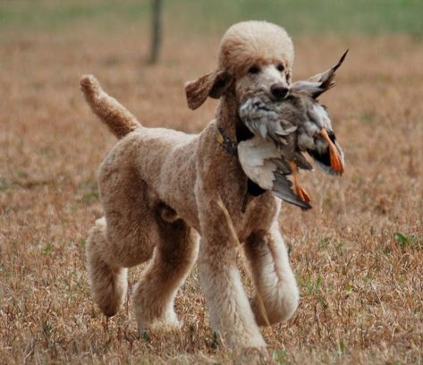 Poodle Hunting, Puppy Pfp, Poodle Tattoo, Sketch Nature, Dog Dye, Dog Contest, Tattoo Wallpaper, Poodle Haircut, Animal Aesthetic