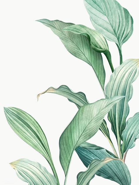 Leaves Png, Illustration Botanique, Leaf Drawing, Watercolor Plants, Art Tropical, Plant Wallpaper, Plant Painting, Leaf Background, Tropical Art