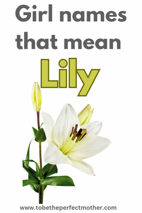 Girl names that mean Lily Lily Name Meaning, Danish Girl Names, Latin Girl Names, Spanish Girls Names, Lily Meaning, Strong Girl Names, Hebrew Girl Names, Greek Girl Names, Cute Girl Names