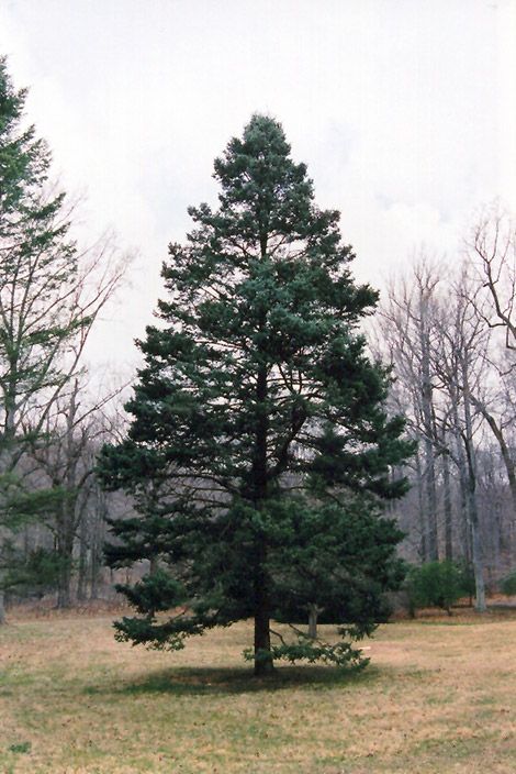 Rocky Mountain Douglas Fir (Pseudotsuga menziesii 'var. glauca') at Wasco Nursery Skater Quotes, Pseudotsuga Menziesii, Douglas Fir Tree, Paint Trees, Evergreen Landscape, Paris Garden, Trees For Front Yard, Valley City, Garden Decor Items