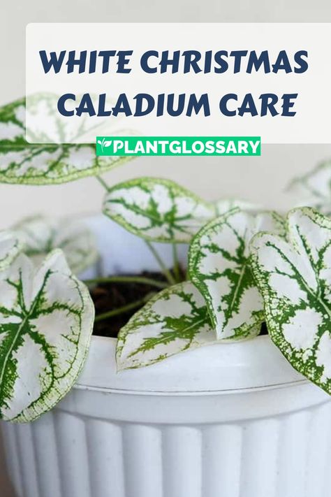 Bringing the White Christmas Caladium into your garden or home can add a touch of elegance with its distinctive white and green leaves. This article offers comprehensive advice on how to grow and care for White Christmas Caladium. Learn about the optimal soil, watering practices, and light conditions to ensure your plants remain healthy and vibrant. Follow these guidelines to enjoy the beauty of White Christmas Caladium throughout the growing season. Caladium Care, Water In The Morning, Hanging Plants Indoor, Nutrient Deficiency, Soil Improvement, Organic Matter, Temperature And Humidity, Mulch, How To Grow