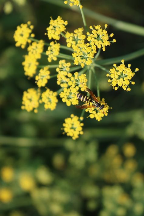 Wasp Fennel Flowers, #Wasp, #Flowers, #Fennel Fennel Flower, Photography Portfolio Website, Portfolio Websites, Public Domain Images, Wasp, Fennel, Photography Portfolio, Free Pictures, Free Photo