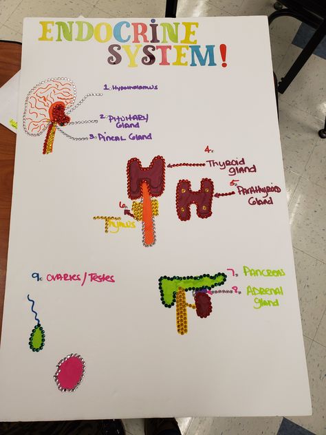 Endocrine System Project! Endocrine System Project Ideas, Endocrine System Project, Health Class, Hey Mama, Model Ideas, System Model, Endocrine System, Project Ideas, In Style