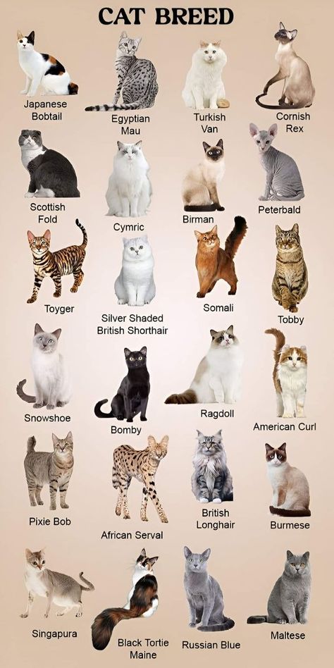 Meow Magic.🐈 | Facebook Pics Of Kittens, Types Of Cats Breeds, Cat Breeds Chart, Black Cat Breeds, All Cat Breeds, Wholesome Pictures, American Curl, Cat Profile, Cat Species