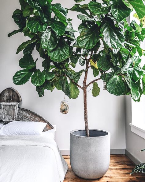 Hilton Carter on Instagram: “Glamping 101: Best done indoors. 😉🌿” Hilton Carter, Patina Farm, Indoor Plants Styling, Greige Design, Air Plants Care, Best Indoor Plants, Indoor Gardens, Peace Lily, Fiddle Leaf Fig