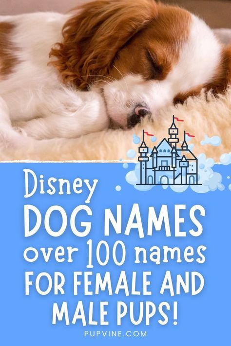 Dog Names Aesthetic, Disney Character Names List, Cute Dog Names Unique, Cartoon Character Names, Taylor Swift Dog Names, Cute Dog Names Female, Disney Inspired Names, Cartoon Names, Disney Animal Names