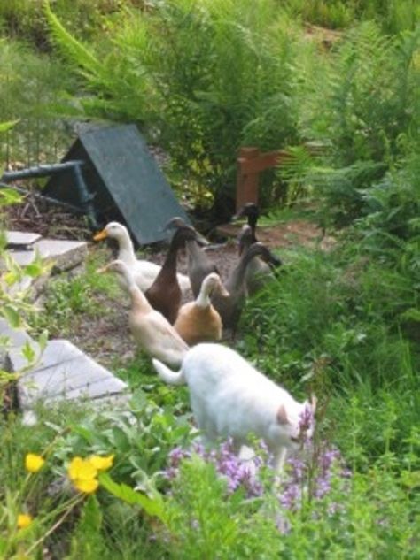 Mama Kitty and Ducks in garden Running Ducks Garden, Ducks In Garden, Running Ducks, Garden Ducks, Cottagecore Garden, Runner Ducks, Lake Garden, Duck House, Veggie Garden