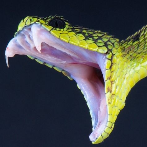 Fang in fossil faeces prompts question about human diet. Andrew Masterson reports. Viper Snake, Poisonous Snakes, Snakebites, Snake Venom, Snake Bites, Unique Animals, Exotic Pets, Amphibians, Venom