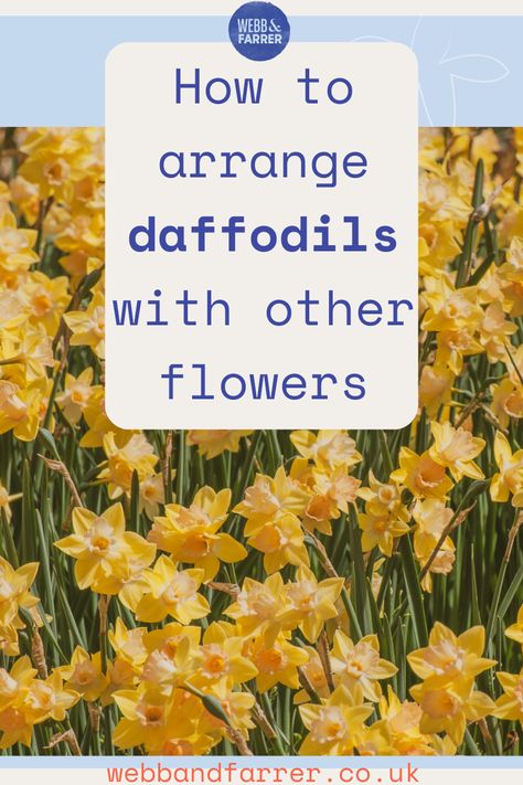 bright yellow daffodil flowers grow in a field. on top of the image is text in blue writing that says: How to arrange daffodils with other flowers. webbandfarrer.co.uk Tulip Daffodil Bouquet, Tulip And Daffodil Bouquet, Daffodil Arrangements Floral Design, Daffodil Flower Arrangements, Daffodil Arrangements, Daffodil Centerpiece, Diy Wedding Tables, Farmhouse Gardens, Wedding Tables Ideas