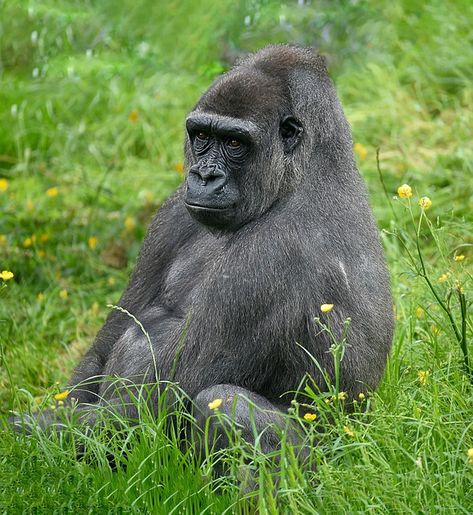 Eastern Lowland Gorilla, Gorilla Gorilla, Western Lowland Gorilla, Mountain Gorilla, Citizen Science, Wildlife Conservation, Pinterest Photos, Public Domain Images, Africa Travel