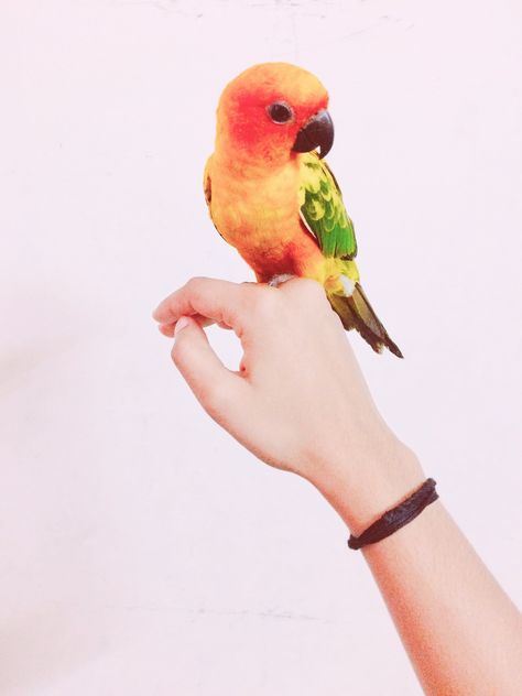 Parrot Diet, Sharp Claws, Talking Parrots, Parrots Art, Parrot Toys, Tiny Bird, Parrot Bird, Hardy Plants, He Loves Me