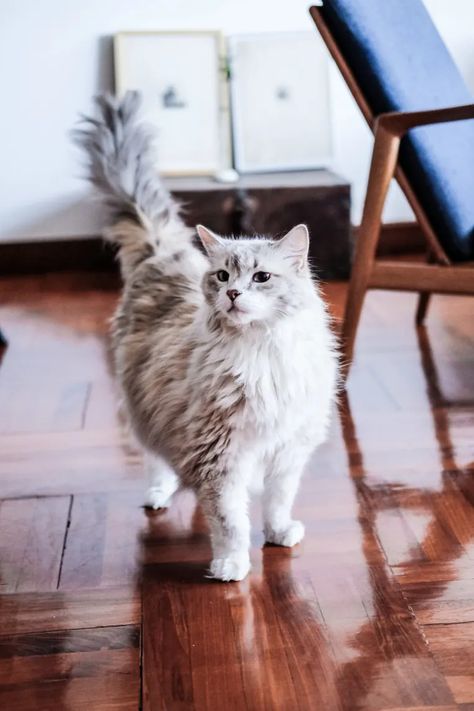 6 Hypoallergenic Cat Breeds for People With Allergies | Apartment Therapy Hypoallergenic Cat Breeds, Apartment Therapy House Tours, Cat Breeds Hypoallergenic, Hypoallergenic Cats, Cutest Pets, Cut Cat, Cat Allergies, Cornish Rex, Cat Reference