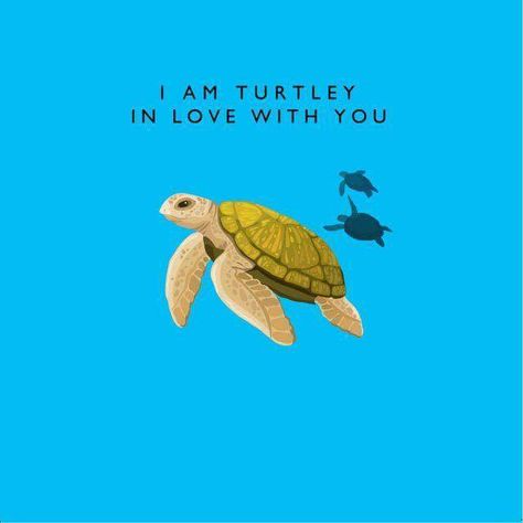 Turtle Puns, Turtle Quotes, Puns Quotes, Turtle Time, Turtle Sea, Turtley Awesome, Love Puns, Cute Puns, Tortoise Turtle