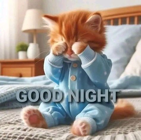 Good Night Blessings Quotes, Cabin Coffee, Good Night Cat, Images Emoji, Animal Hugs, Good Night Sleep Tight, Good Night Funny, Good Morning Funny Pictures, Animal Humour