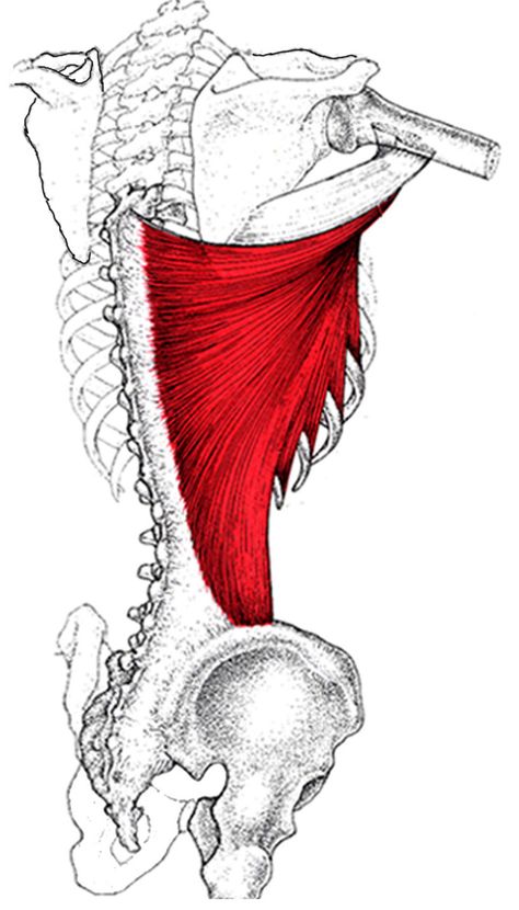 Latissimus Dorsi, Anatomy Poses, Anatomy, Abstract Artwork, Humanoid Sketch, Quick Saves, Art