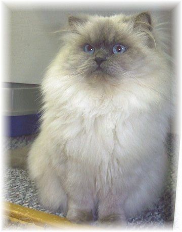 Blue Point Himalayan, looks similar to our Kira, before she had to have one of her gorgeous blue eyes removed.  :( Himalayan Cats, Borzoi Dog, Himalayan Cat, Blue Point, In Peace, Rest In Peace, Himalayan, Crazy Cats, Blue Eyes