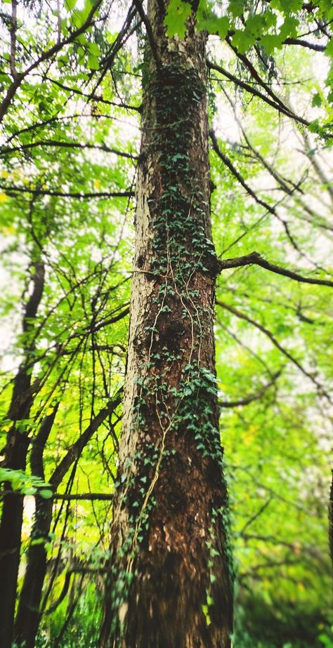 Tree, vine, tree vine, green, nature, outdoors, calm, vine on tree Vine Tree, Vine Leaves, Big Tree, Green Nature, Painting Class, Reference Images, Vines, Sydney, Quotes