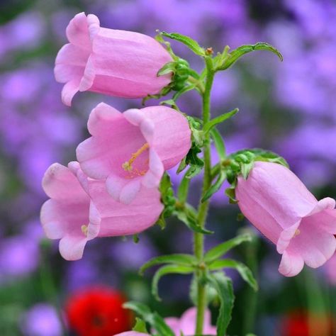 Canterbury Bells, Biennial Plants, Pink Plant, Modern Flower Arrangements, Plant Spacing, Rare Flowers, Canterbury, Types Of Flowers, Flower Seeds