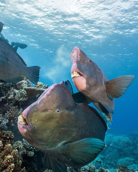 Tom Park on Instagram: “Would you look at those teeth! 🦷 This particular school of Bumphead Parrot Fish pass through Milln Reef around sunrise every morning in…” Parrot Fish, Diving Underwater, Creature Inspiration, Animals Sea, Deep Sea Creatures, Adventure Travel Explore, Fish Sea, Aquatic Life, Sea Animal