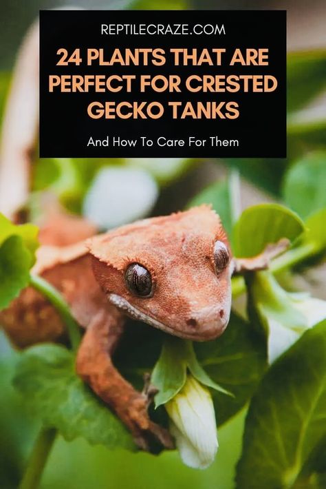 Aesthetic Gecko Tank, Bio Active Terrarium Crested Gecko, Bioactive Crested Gecko Tank, Crested Gecko Terrarium, Crested Gecko Vivarium, Crested Gecko Habitat, Crested Gecko Morphs, Gecko Cage, Crested Gecko Care