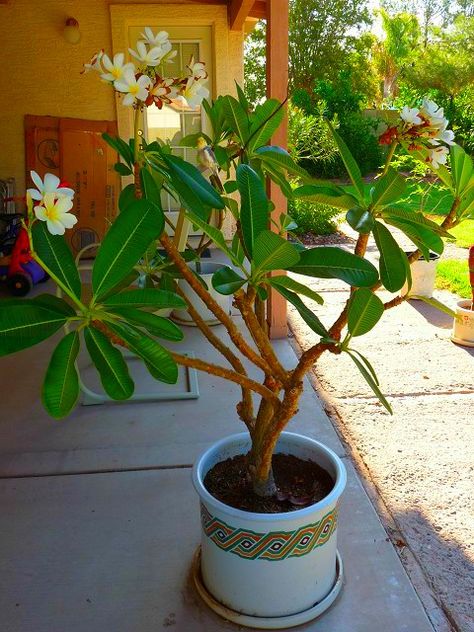 Indoor Plumeria, Entryway Style, Hawaiian Plumeria, House Plants Indoor, Indoor Plants, House Plants, Entryway, Google Search, Plants