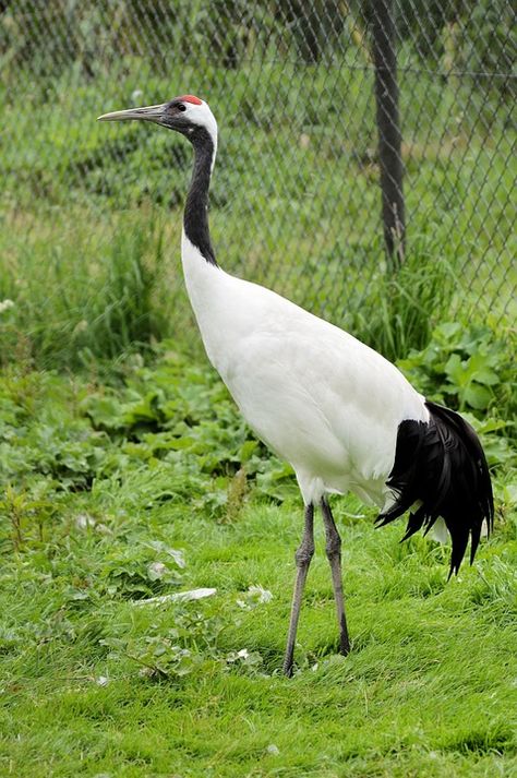 Japanese Crane Art, Crane Art, Philippine Eagle, Crane Fly, Forest Habitat, Japanese Crane, Crane Bird, Fly Free, Colorful Bird